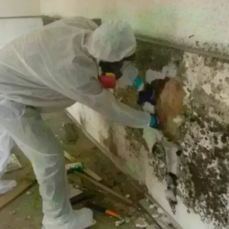 Mold Remediation and Removal in Seagate, NC